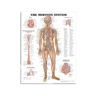 Schemat anatomiczny - Nerwy układu nerwowego