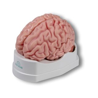 Anatomiczny model mózgu, naturalnej wielkości, 5 części