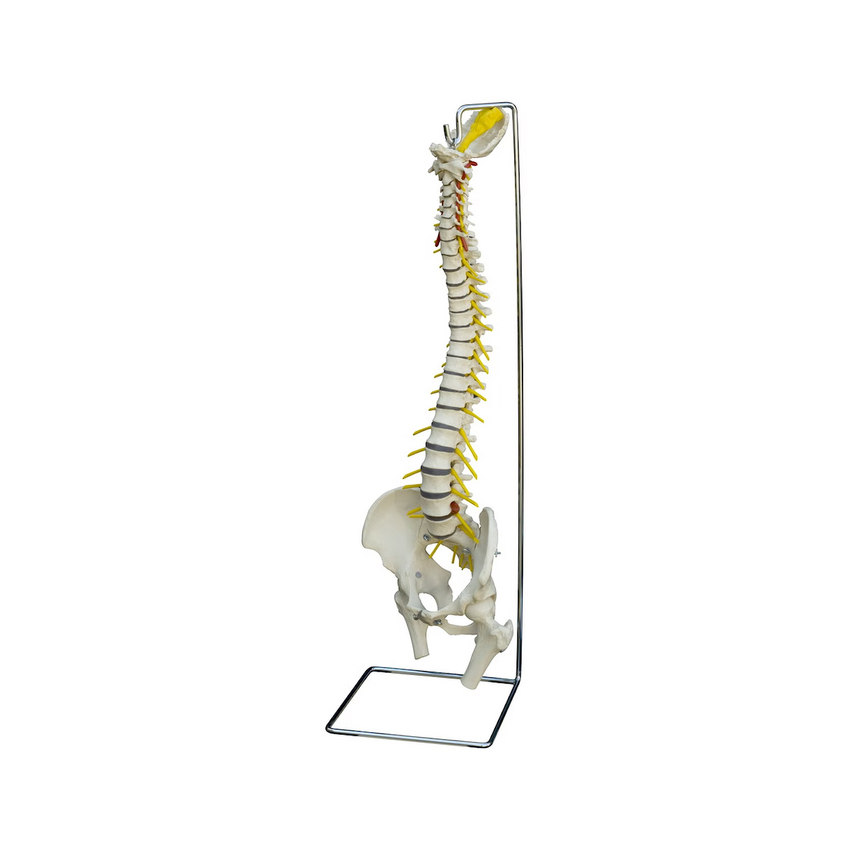 Anatomia Rüdigera - model kręgosłupa