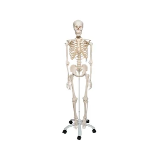 Bardzo wytrzymały model szkieletowy