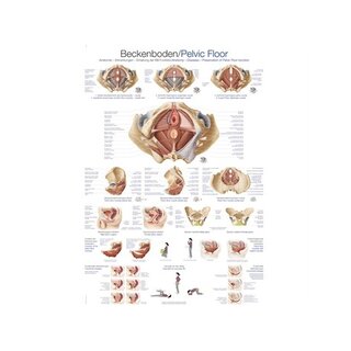 Anatomia dna miednicy 70x100 cm Język angielski i niemiecki, laminowany po łacinie