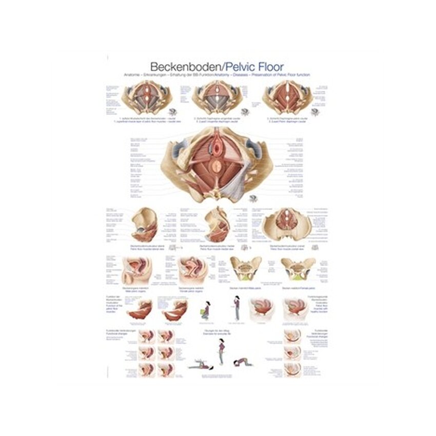 Anatomia dna miednicy 70x100 cm Język angielski i niemiecki, laminowany po łacinie