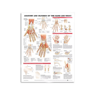 Plakat – Anatomia i patologia dłoni i nadgarstka