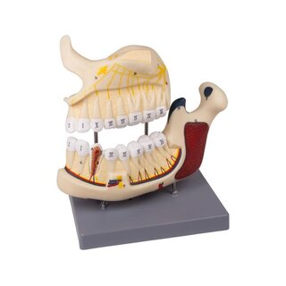 Model dentysty szczęki górnej i dolnej