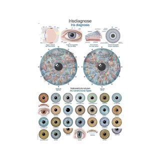 Diagram diagnozy tęczówki, tablica anatomiczna 50x70cm