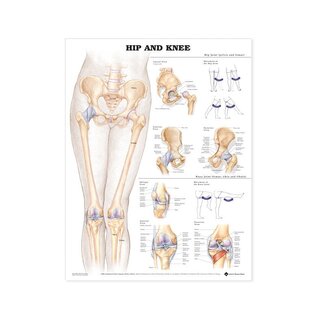 Tabela anatomiczna - biodro i kolano