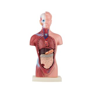 Anatomiczny tors - 15 części | Pomysł na prezent