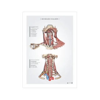 Plakat anatomiczny mięśni szyi 50x70mm