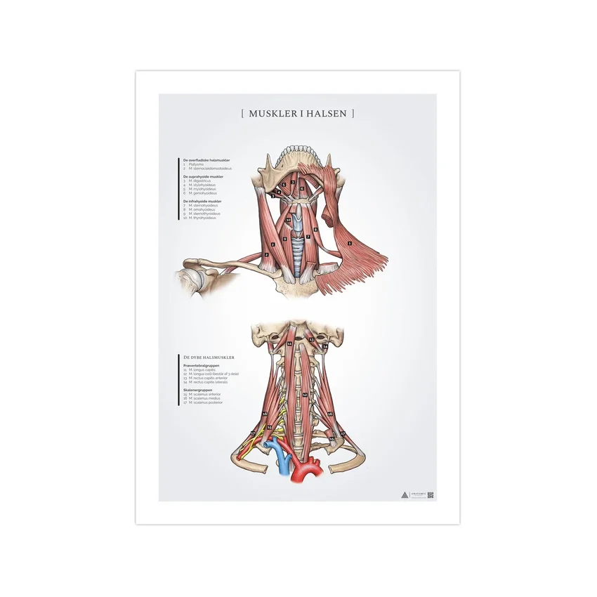 Plakat anatomiczny mięśni szyi 50x70mm