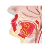 Anatomiczny model jamy ustnej i gardła