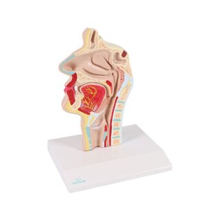 Anatomiczny model jamy ustnej i gardła